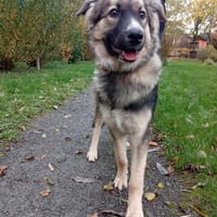 Traumhund Joey sucht Familie, Hund zur Adoption