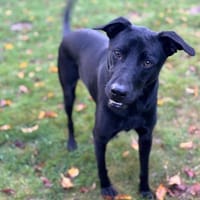 ❤ Sunny Pflegefamilie 41812 Erkelenz, Hund zur Adoption