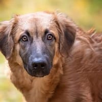 Geben Sie Venere ein gutes Hundeleben?, Hündin zur Adoption