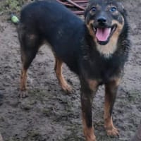 FIETJE - ein lustiger Kerl sucht Familie, Hund zur Adoption