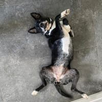 BLANCA ❤ Sonnenschein, Bochum, Hündin zur Adoption