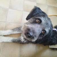 Rosi - auf PS in Nürnberg, Hündin zur Adoption