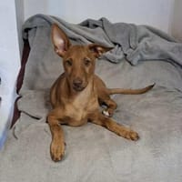 Pancho - ein süßer Welpenbub, Hund zur Adoption