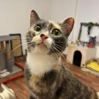 Alles Inklusive Katze!, Katze zur Adoption