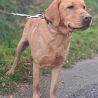 Susi, Hündin zur Adoption