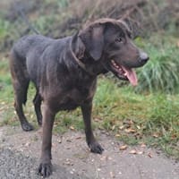 Hexe, Hündin zur Adoption