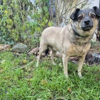 Tina, Hündin zur Adoption