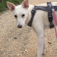 Felix/Merlin 59 cm (Pflegestelle), Hund zur Adoption