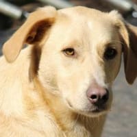 Nemo auf Pflegestelle in Hessen, Hund zur Adoption