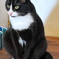 Fantik wurde halb verhungert und abgemag, Kater zur Adoption