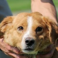 Abuelo - kinderlieber Jungrüde, Hund zur Adoption