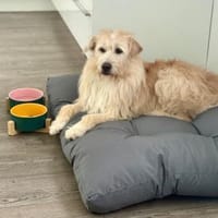 Floki ♥Pflegefamilie 41812 Erkelenz, Hund zur Adoption