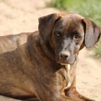 Angelina Pflegestelle in Hessen, Hündin zur Adoption