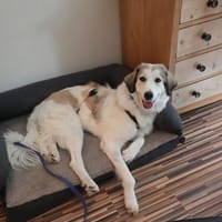 Wally, fröhlich, sehr sozial, Hündin zur Adoption