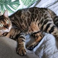 Amber sucht mit Freigang, Katze zur Adoption