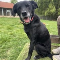 Gina fitte Seniorin auf 3 Beinen, Hündin zur Adoption