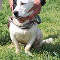 Jashi - lustige, kleine Mischung, Hund zur Adoption