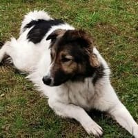 Zuhause gesucht für Pilvi, Hündin zur Adoption