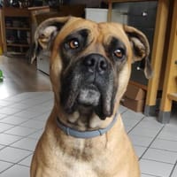 Süsse Willow menschenbezogen und lieb, Hündin zur Adoption