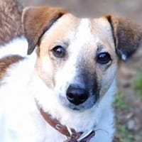 MIRKA sucht Zuneigung, Hündin zur Adoption