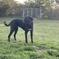 Diago, noch schreckhaft, gern Zweithund, Hund zur Adoption