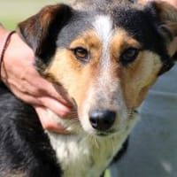 Jolene - unkompliziert u. zutraulich, Hündin zur Adoption