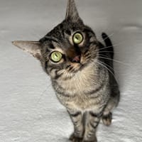 Mango sucht mit Garten oder Freigang, Kater zur Adoption