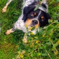 Verschmuster Sonnenschein Moreas sucht, Hund zur Adoption