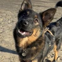 Haru sucht ihr Glück, Hündin zur Adoption