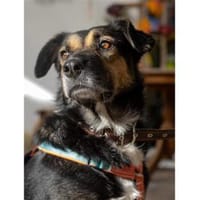 Oraya - wartet in 96369 Weißenbrunn, Hündin zur Adoption