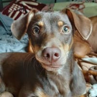 Pino ein kleines Zuckerstückchen, Hund zur Adoption