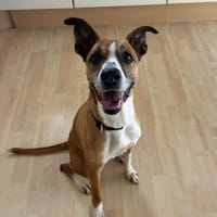 Süsse Rina -  sportlich und sensibel, Hündin zur Adoption