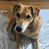 Onida sucht ein ruhiges Zuhause, Hündin zur Adoption