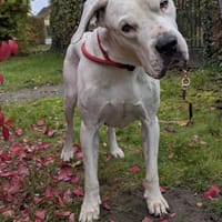 sanfte Dogomaus Helga wartet, Hündin zur Adoption