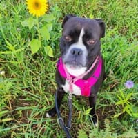 Kuschelmaus Elli wartet, Hündin zur Adoption