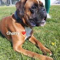 Charly - taffe Boxerleute gesucht, Hund zur Adoption