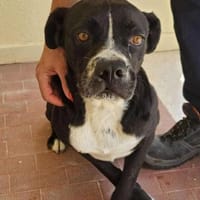 Zaira in der Tierherberge Donzdorf, Hündin zur Adoption