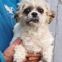 Diana°  in 66740 Saarlouis, Hündin zur Adoption