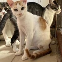 Timon aus dem Tierschutz Kreta, Kater zur Adoption