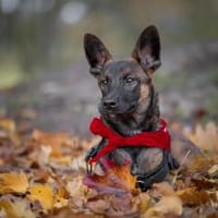 Ari- sucht sein Glück 🍀, Hund zur Adoption