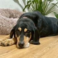 Rhonda Bracken Mix 9-10 Jahre 47 cm, Hündin zur Adoption