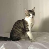 Cookie aus dem Tierschutz, Kater zur Adoption