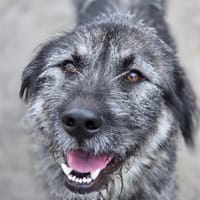 Thor - freundlicher Bub sucht Zuhause, Hund zur Adoption