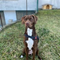 Teo 💙💙💙 lieber Bub auf Kuschelkurs, Hund zur Adoption