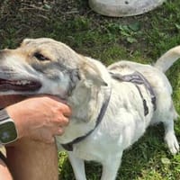 FENJA möchte endlich ankommen, Hündin zur Adoption