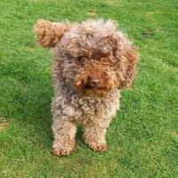 Fanny in 27478 Cuxhaven #, Hündin zur Adoption