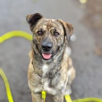 GARDI-BUDDY - zurück ins Leben, Hund zur Adoption