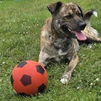 GARDI-BUDDY - zurück ins Leben, Hund zur Adoption