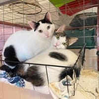 Norbert und Ryan aus dem Tierschutz, Kater zur Adoption