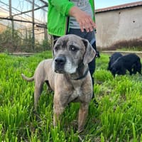 TEA 💚💚💚 braucht dringend ein Zuhause, Hündin zur Adoption